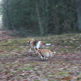wandeling nijverdal