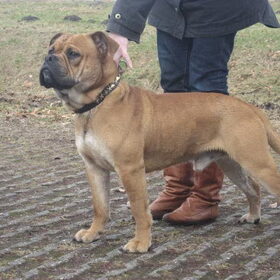 de vader van rambo