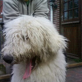 Hondenfoto van Ute 