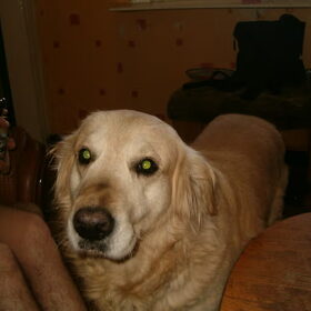 dit was onze golden retriever rox we hebben hem met veel spijt…
