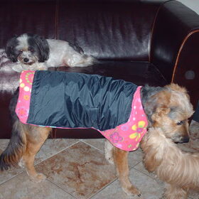 Hondenfoto van liesbeth,Turbo,Luna, Levi en Faith