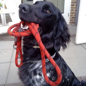 Hondenfoto van Kennel Cayer Blanck