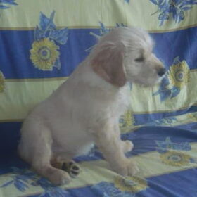 Matchy als pup...dotje he?!
