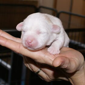 Hondenfoto van Kennel van de Lotnins