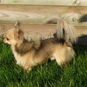 de chihuahua's (1)