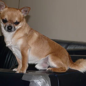 de chihuahua's (3)