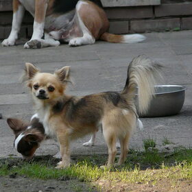 de chihuahua's (6)