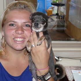 de chihuahua's (8)