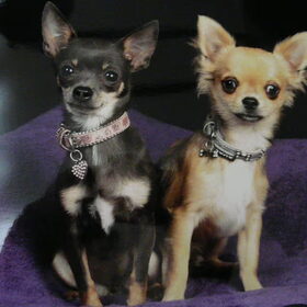 de chihuahua's (9)