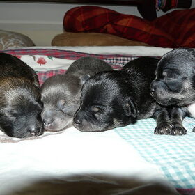 de chihuahua's (11)
