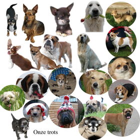 de chihuahua's (13)