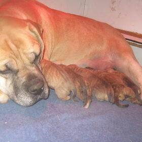de pupjs van onze Moonie en banderas, geboren gisteren…
