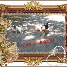 Hondenfoto van liesbeth,Turbo,Luna, Levi en Faith