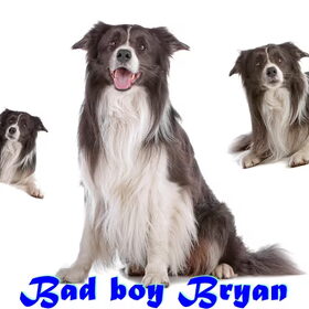 Hondenfoto van Border collie kennel Dazzling Daybreak