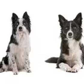 Hondenfoto van Border collie kennel Dazzling Daybreak