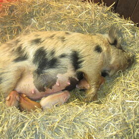 Onze kune kune krijgt biggen!