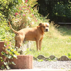 Chiko onze pit