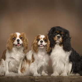 Hondenfoto van Kennel van de Lotnins