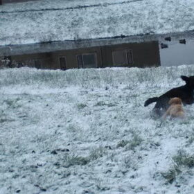 Hondenfoto van bets-bean&raider