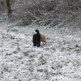Hondenfoto van bets-bean&raider