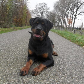 Hondenfoto van Hannie met Beer en Chelsea