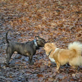 27-11-10 HP wandeling