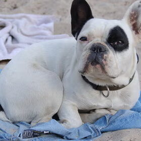 Dit is onze STORM, een super lief teefje van 5 jaar. We hopen…