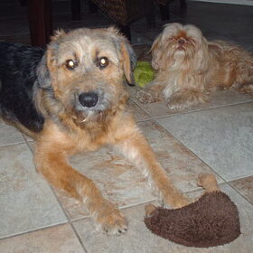 Hondenfoto van liesbeth,Turbo,Luna, Levi en Faith