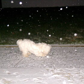 Sneeuwballeke pakken!