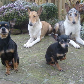 Sandy 14 M & Blue 8,5 M Jip&Noena 4,5jaar