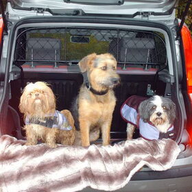 Hondenfoto van liesbeth,Turbo,Luna, Levi en Faith