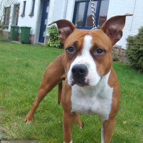 axa.is....fotogeniek ^^ khou van mijn woefj xxx