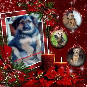 Hondenfoto van liesbeth,Turbo,Luna, Levi en Faith