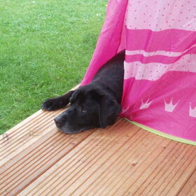 onze lieve max r.i.p lieve schat
