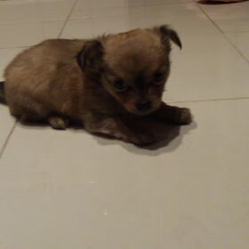 Imani 6 weekjes
