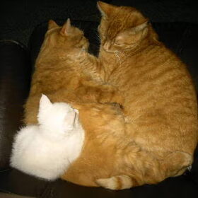 mijn katten