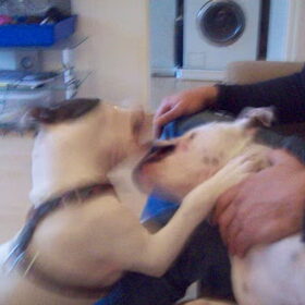 gekke honden