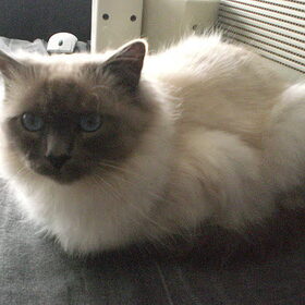 Onze Yinde