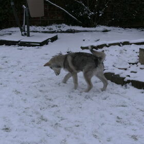 Kanouks eerste sneeuw