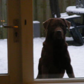Buddy voor het raam.