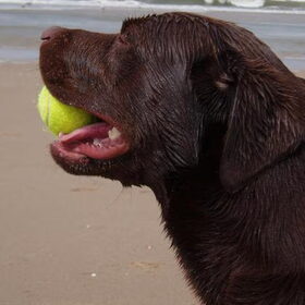 Buddy op 't strand.
