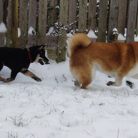 wat loopt daar achter Ryu??? jawel, onze nieuwst aanwinst, Furo…