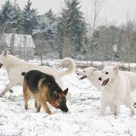 Hondenfoto van Charlotte en de Witjes