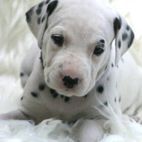 Puppie