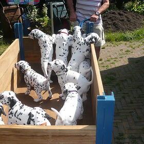 11 puppies in het nest van Spot