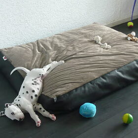 zooooo'n klein hondje,,... zo'n groot kussen..