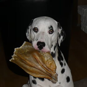 Spot met een heel groot runderoor