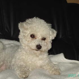 Hondenfoto van doggy