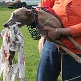 Onze Colorpoint v.Dia-Robinne (Tommy) Na afloop van een coursing…