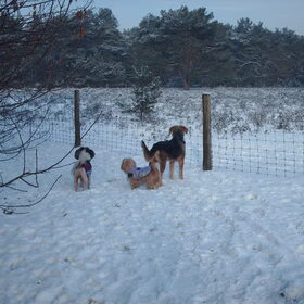 Hondenfoto van liesbeth,Turbo,Luna, Levi en Faith